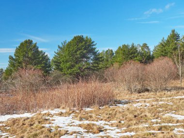 Parktaki çam ağaçları. Bahar