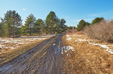 Çam ormanında bir yol. Bahar