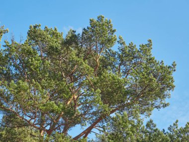 Parktaki çam ağaçları. Bahar