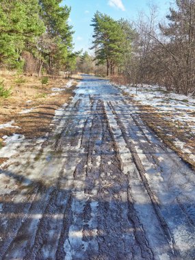 Çam ormanında bir yol. Bahar
