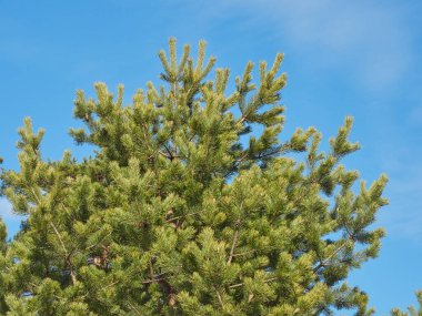 Parktaki çam ağaçları. Bahar