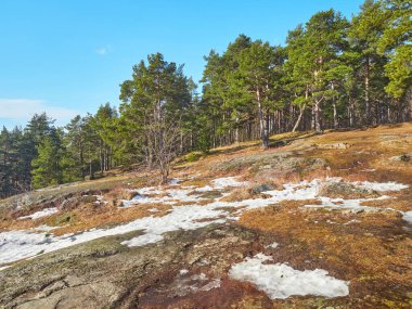 Kayadaki çam ağaçları. Bahar