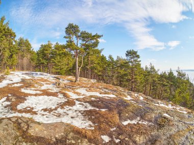 Parktaki çam ağaçları. Bahar