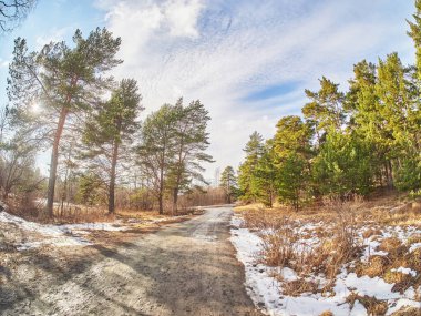 Çam ormanında bir yol. Bahar