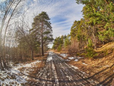 Çam ormanında bir yol. Bahar