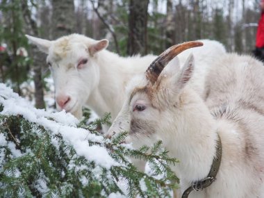 Köyün en güzel keçisi. Kış