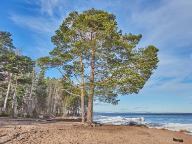 boyunda çam ormanı içinde