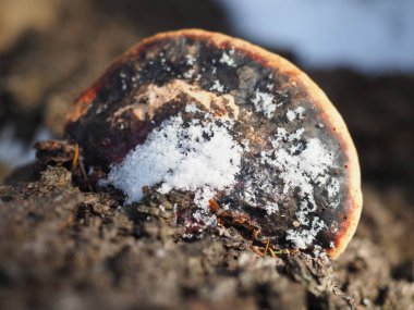 Ağaçtaki mantar mantarı. orman