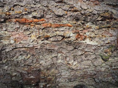 Ağaçta güzel bir ladin kabuğu. arkaplan