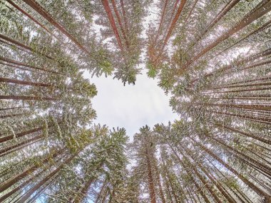 Kışın ladin ormanında