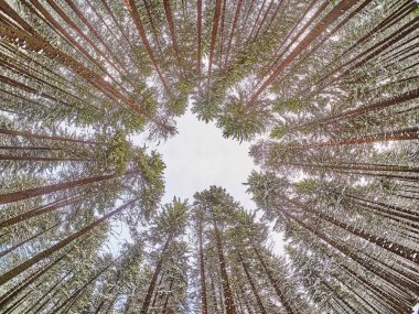 Kışın ladin ormanında