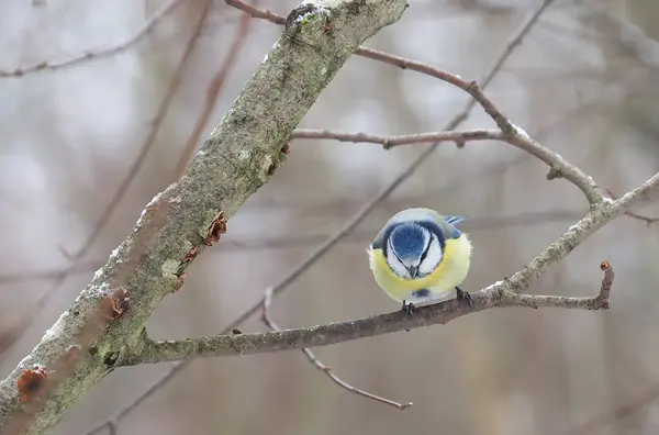 숲에서 — 스톡 사진