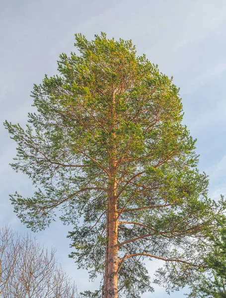 Hoge Pijnbomen Het Forest — Stockfoto