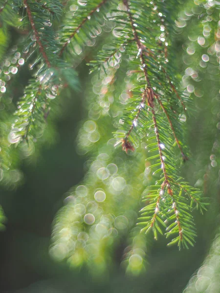 Grangrenar Skogen — Stockfoto