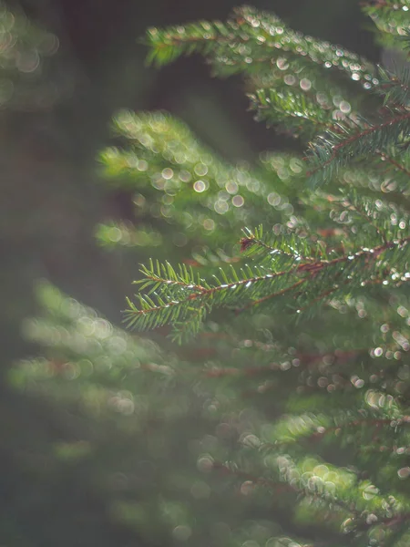Gałęzie Świerku Lesie — Zdjęcie stockowe