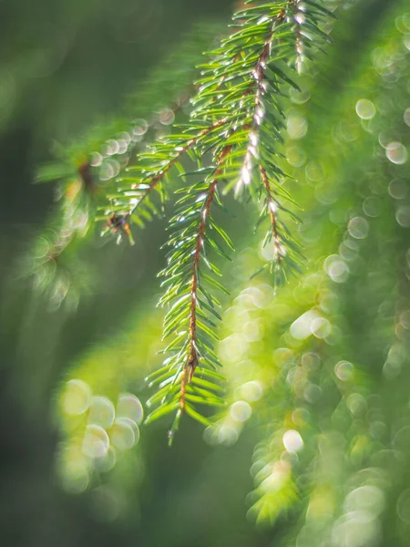 Grangrenar Skogen — Stockfoto