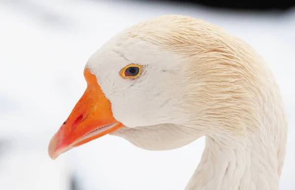 Oca Bianca Nel Villaggio Inverno — Foto Stock