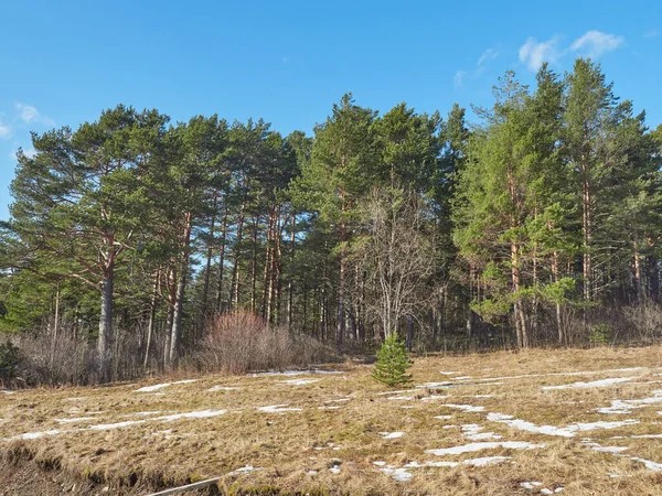 Parktaki Çam Ağaçları Bahar — Stok fotoğraf