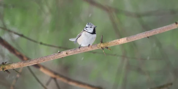 Kuiftiet Een Twijgje Bos — Stockfoto