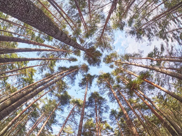 Pinheiros Baixo Para Cima Floresta Primavera — Fotografia de Stock