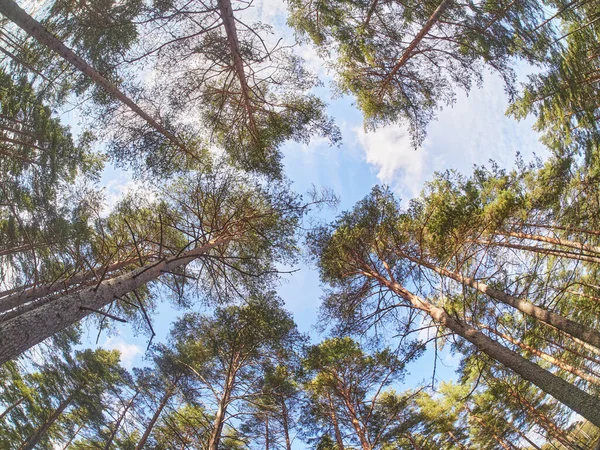 Pinheiros Baixo Para Cima Floresta Primavera — Fotografia de Stock