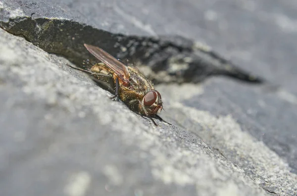 Fly Stone Close Spring — Stock Photo, Image