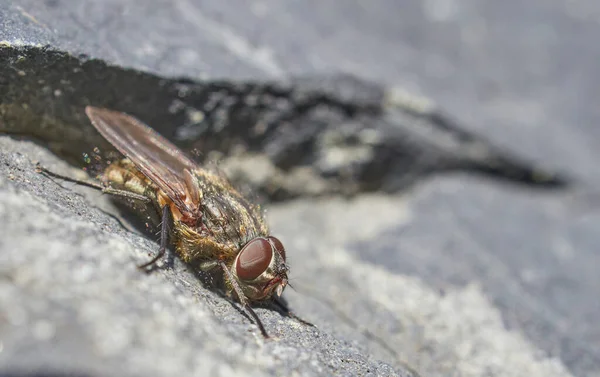 Fly Stone Close Spring — Stock Photo, Image