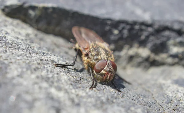 Fliegen Auf Einem Stein Großaufnahme Frühling — Stockfoto