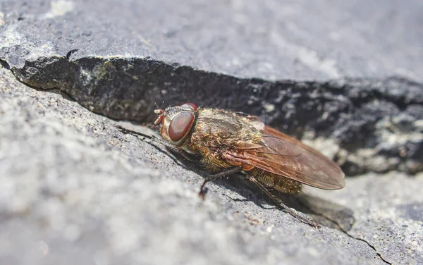 Fly Stone Close Spring — Stock Photo, Image