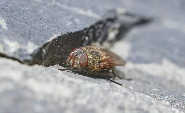 Fly Stone Close Spring — Stock Photo, Image