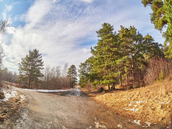 Route Dans Une Forêt Pins Printemps — Photo