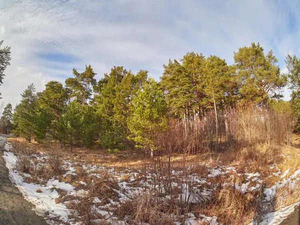 Pijnbomen Het Park Voorjaar — Stockfoto