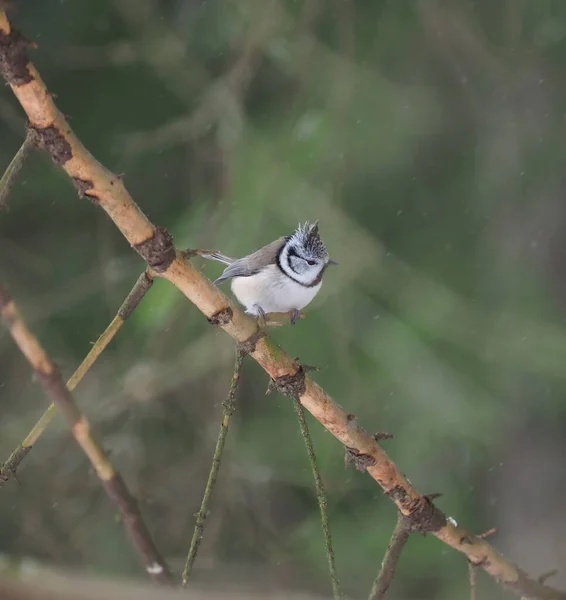 Mésange Crêpée Sur Une Brindille Forêt — Photo