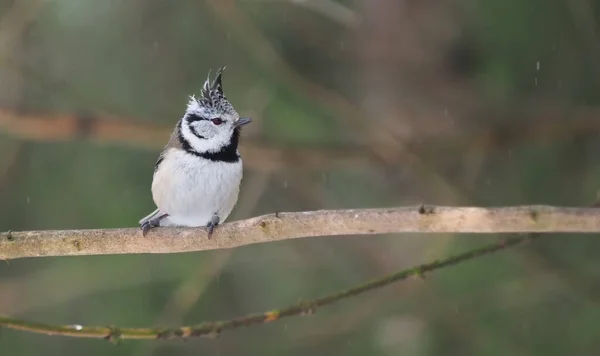 Mésange Crêpée Sur Une Brindille Forêt — Photo