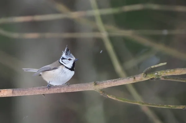 Mésange Crêpée Sur Une Brindille Forêt — Photo