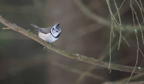 Mésange Crêpée Sur Une Brindille Forêt — Photo