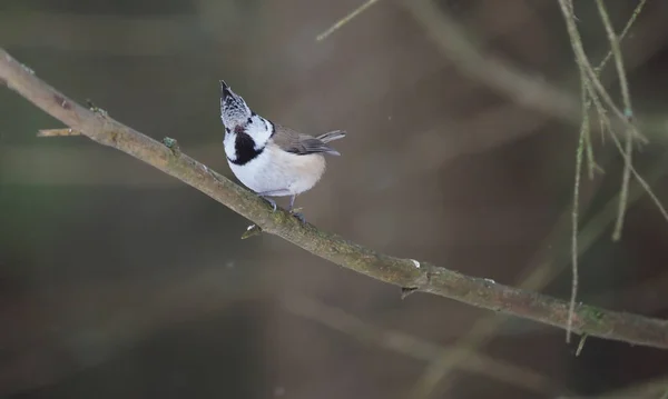Crested Tit Twig Forest — Stock Photo, Image