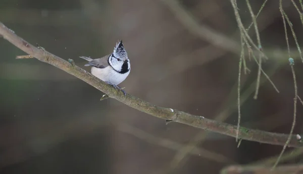 Mésange Crêpée Sur Une Brindille Forêt — Photo