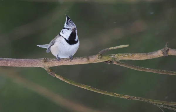 Mésange Crêpée Sur Une Brindille Forêt — Photo