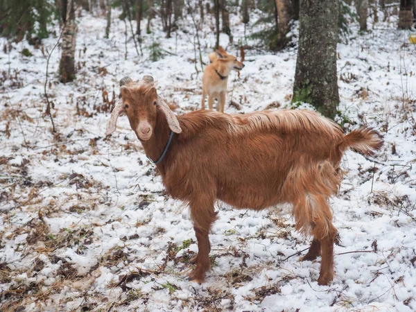 Krásná Koza Vesnici Winter — Stock fotografie