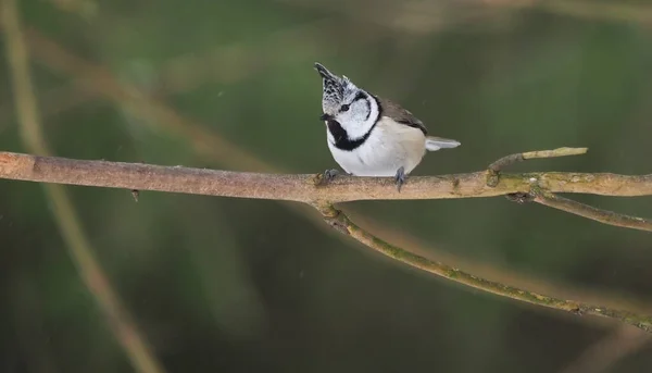 Mésange Crêpée Sur Une Brindille Forêt — Photo