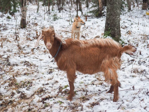 Bella Capra Nel Villaggio Inverno — Foto Stock