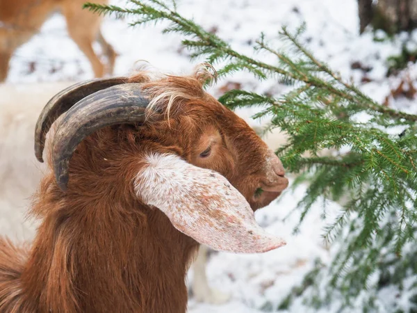 Красивая Коза Деревне Зима — стоковое фото