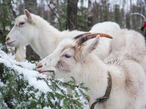 Красивая Коза Деревне Зима — стоковое фото