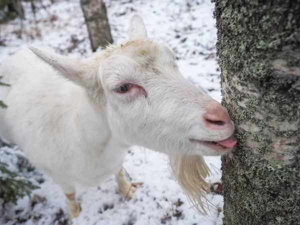 Beautiful Goat Village Winter — Stock Photo, Image