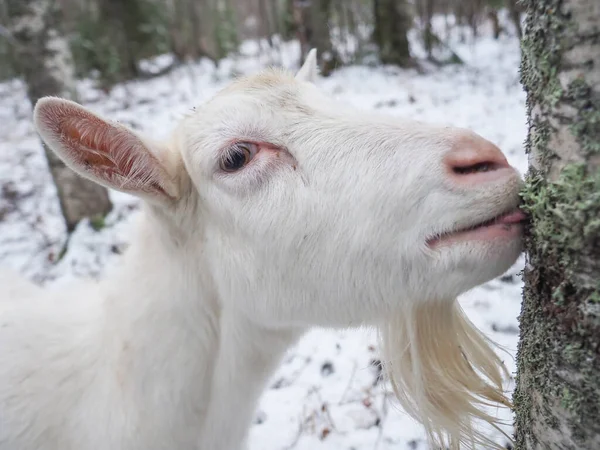 Beautiful Goat Village Winter — Stock Photo, Image