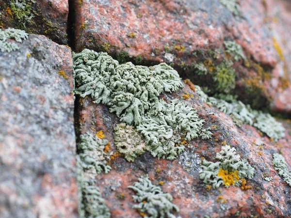 Granite Stone Lichen Background — Stock Photo, Image