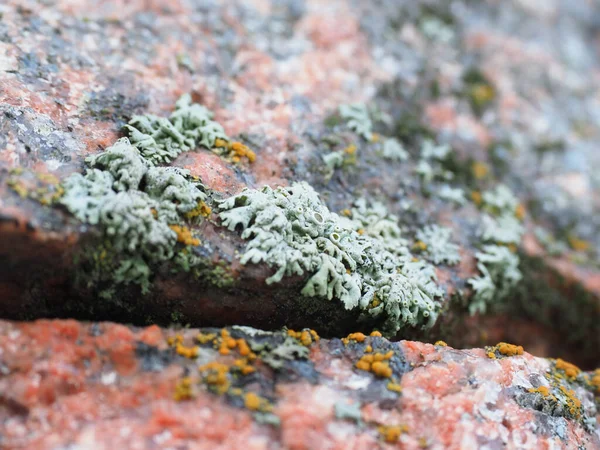 Granitstein Mit Flechten Hintergrund — Stockfoto