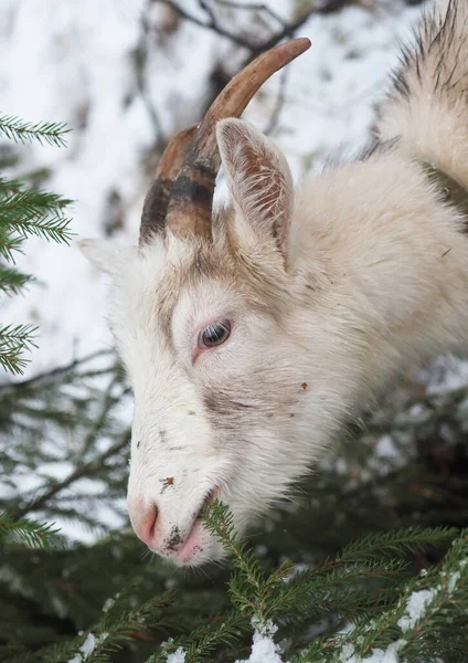 Beautiful Goat Village Winter — Stock Photo, Image