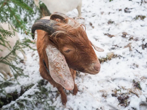 Köyün Güzel Keçisi Kış — Stok fotoğraf